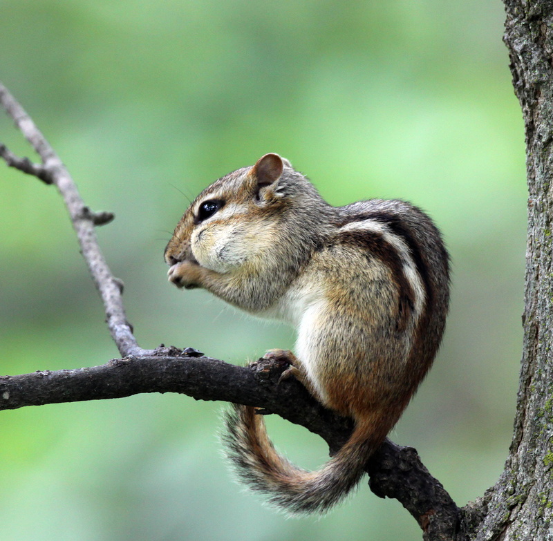sugar, animals In The Wild, fur, mammal, photography, cute, chipmunk, focus, branch, glider, selective focus, rodent, selective, brown, animal, Sugar Glider