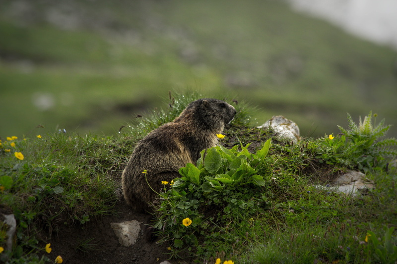 black, side view, hairy, profile view, knuffig, grass, summer, outdoors, meadow, nature, green color, animal wildlife, flower, focus, rodent, day, selective