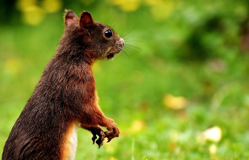 day, no people, nature, animal themes, profile view, brown, selective, squirrel, side view, wildlife photography, one animal, mammal, climb, chipmunk, photography