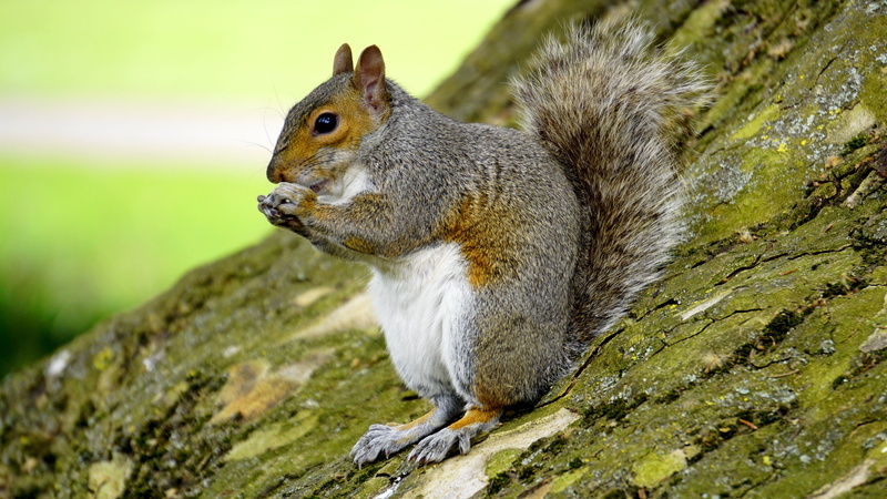 claws, outdoor, rodent, bushy, vertebrate, selective, eye, small, cute, fur, eat, 5K, focus on foreground, curious, focus, tail, animal wildlife, brown