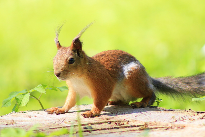 no people, funny picture, full length, mammal, rodent, cute, land, fur, brown, eating, animal world, nature, forest, focus, tail, city park, fun, living nature