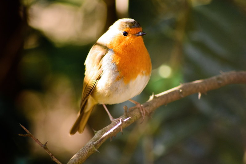 photography, day, nature, avian, wild, spring, animals in the wild, environment, garden, red, wildlife, animal wildlife, fauna, white, feather, robin, beauty in nature