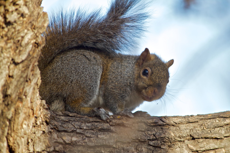 tree branch, nature, canon, winter, squirrel, dof, eye, selective, rodent, brown, lawrence  kansas, tree, mammal, selective focus, photography, 1080P