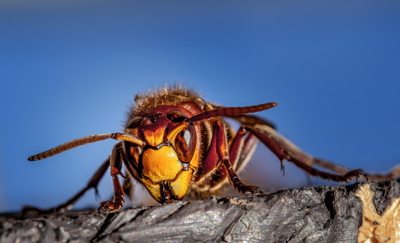 animal world, 4K, hornets, animal, animals in the wild, close up, arachnid, one animal, macro, insect, animal body part, invertebrate, hornet, rock, animal eye