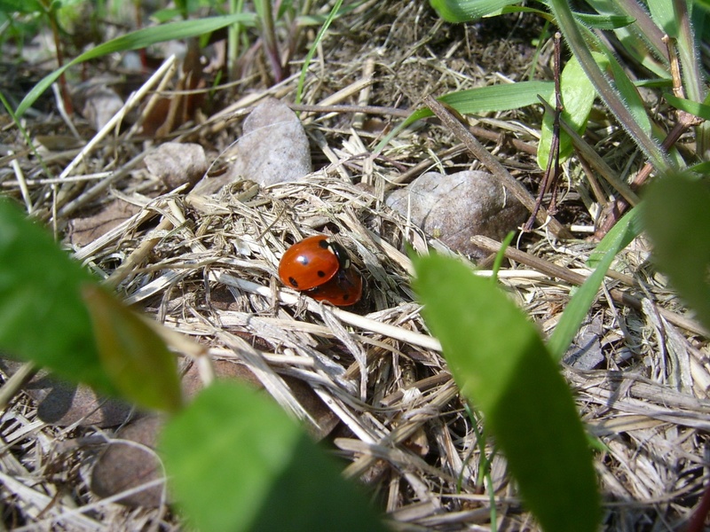 small, plant, day, one animal, siebenpunkt, animals, 1080P, animals in the wild, lucky charm, leaves, hay, beetle, green, close-up, outdoors, spotted