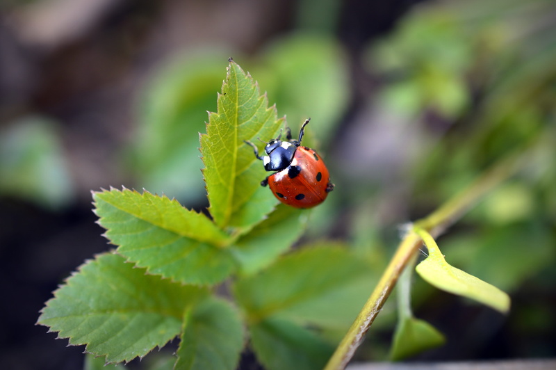 focus on foreground, invertebrate, nature, plant, animal wildlife, lucky charm, outdoors, fauna, 5K, red, ladybug, leaf, animal themes, plant part, beetle