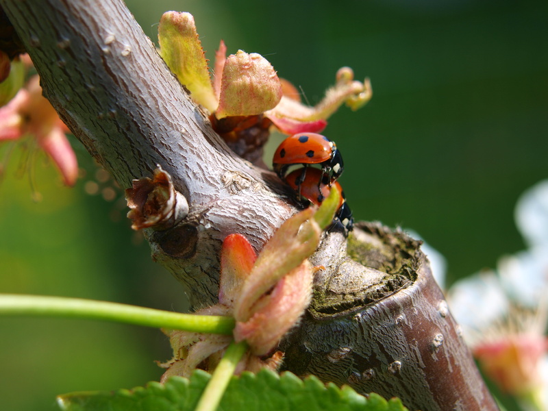 no people, luck, selective focus, beetle, close, animal, animal wildlife, 2K, pair, small, invertebrate, love, animal themes, outdoors, insect, reproduction
