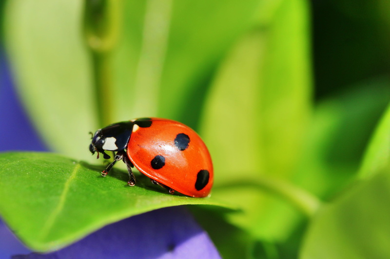 focus on foreground, points, lucky charm, invertebrate, animal themes, close up, spotted, one animal, spring, insect, nature, environment, animals in the wild