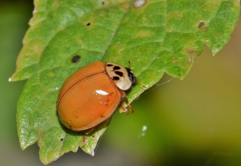 macro, multivariate, spotted, animal themes, animal wildlife, multicolored, beauty In Nature, Ladybird, winged insect, day, flying insect, green Color