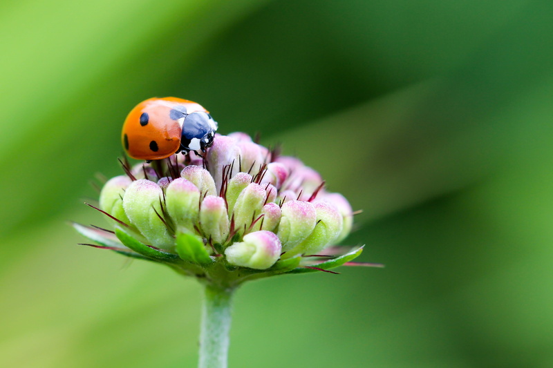 coccinellidae, ladybug, animal themes, domed, petal, green background, siebenpunkt, nature, lucky charm, flowering plant, flower, vulnerability, photography