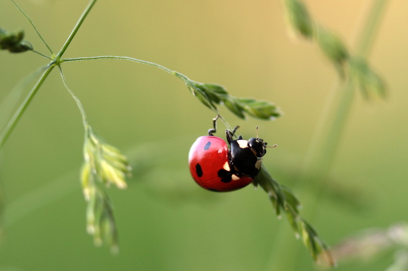 small, lucky charm, fruit, plant, close-up, shallow, red, photography, one animal, points, insect, coccinellidae, 2K, beetle, nature, outdoors, animal