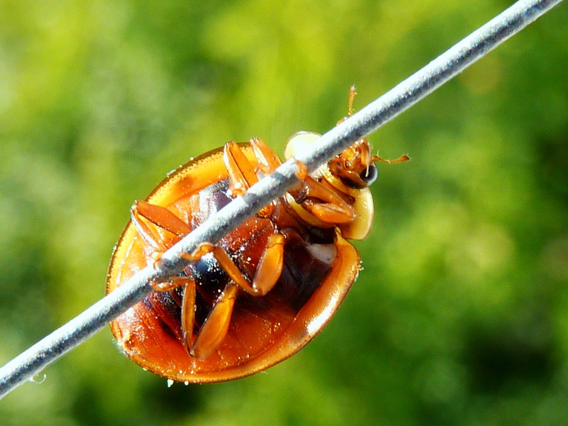 no people, animal wildlife, plant stem, animals in the wild, green, ladybug, beetle, focus on foreground, close-up, nature, 2K, harmonia axyridis, insect