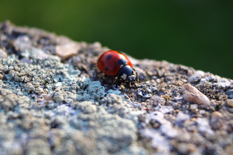 selective focus, luck, one animal, invertebrate, animal themes, beetle, insect, 4K, rock, macro, small, close-up, fauna, spotted, red, nature, coccinellidae