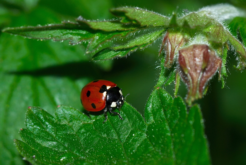 springtime, summer, spotted, beauty In Nature, plant, Insect, invertebrate, green Color, 4K, red, grass, close-up, lucky charm, one animal, animal themes