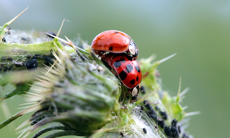 harmonia axyridis, outdoors, beetle, animal, red, hairy, nature, Ladybug, animal wildlife, Asian, pairing, thistle, lucky charm, animal themes, invertebrate