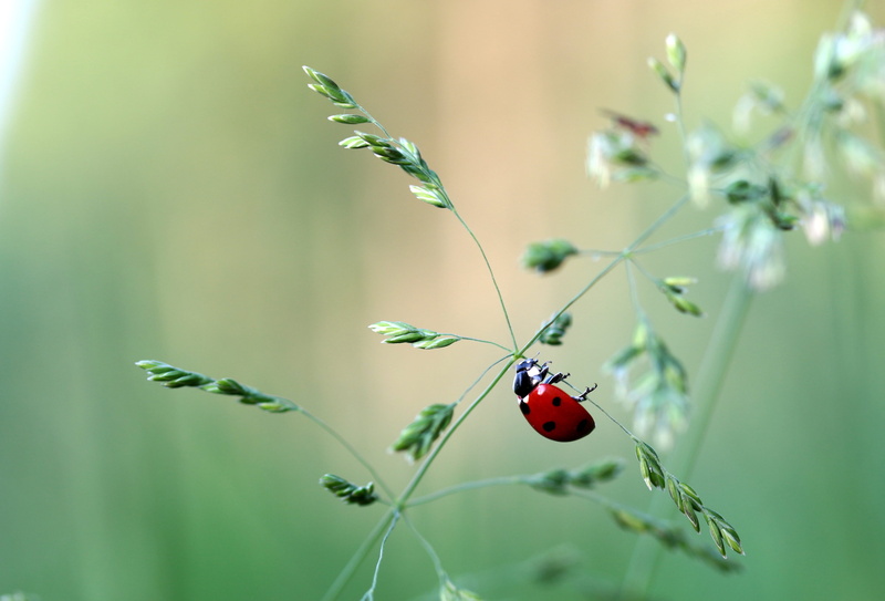 animal wildlife, butterfly - insect, 4K, coccinellidae, animal, one animal, beetle, animals in the wild, focus, day, insect, blade of grass, no people