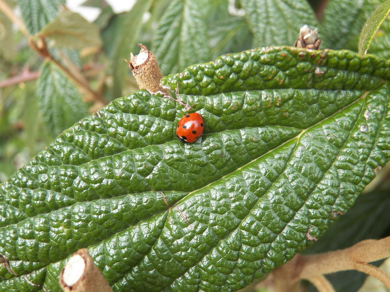 leaf, plant part, outdoors, summer, beetle, red, Lucky Charm, Nature, focus on foreground, animal themes, krabbeltier, freshness, small, growth, animals in the wild