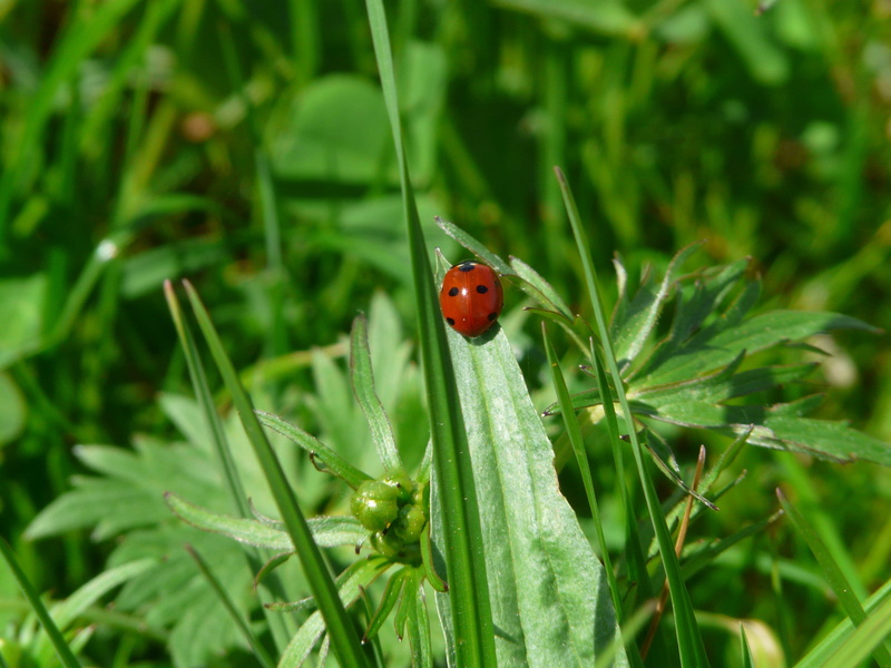 green Color, insect, no people, small, plant part, beauty In Nature, plant, 2K, lucky charm, animal, animal themes, blade of grass, animals in the wild
