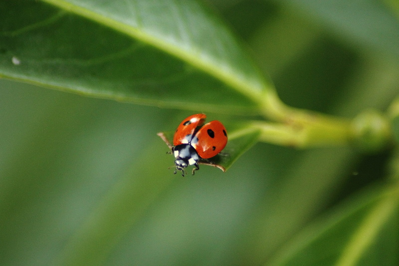 leaf, invertebrate, focus on foreground, green, green color, Beetle, animals, outdoors, beauty in nature, 4K, Insect, nature, small, lucky charm, luck