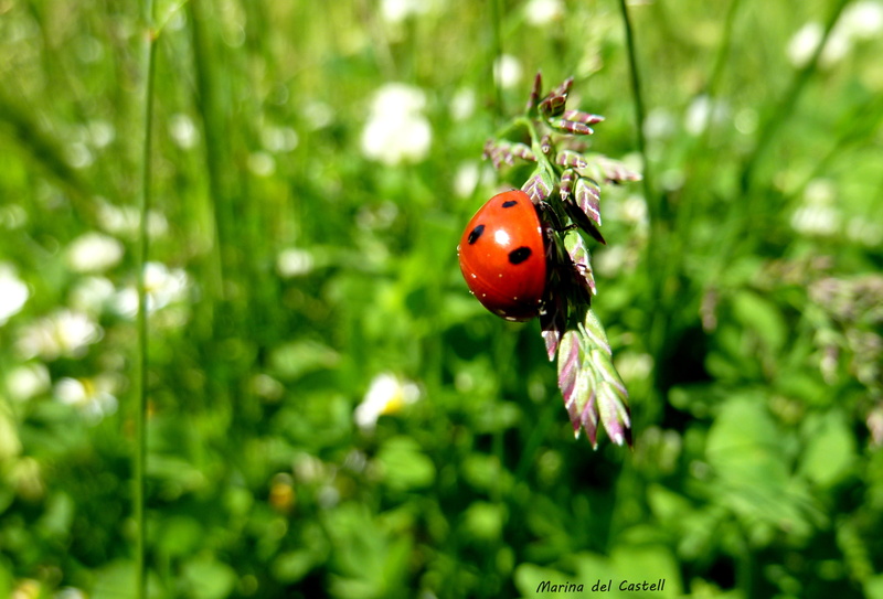 closeup, flore, closeup photography, de, silvestre, beauty In Nature, lady beetles, cega, meadow, close-up, nature, leaf, 2K, springtime, small, feed