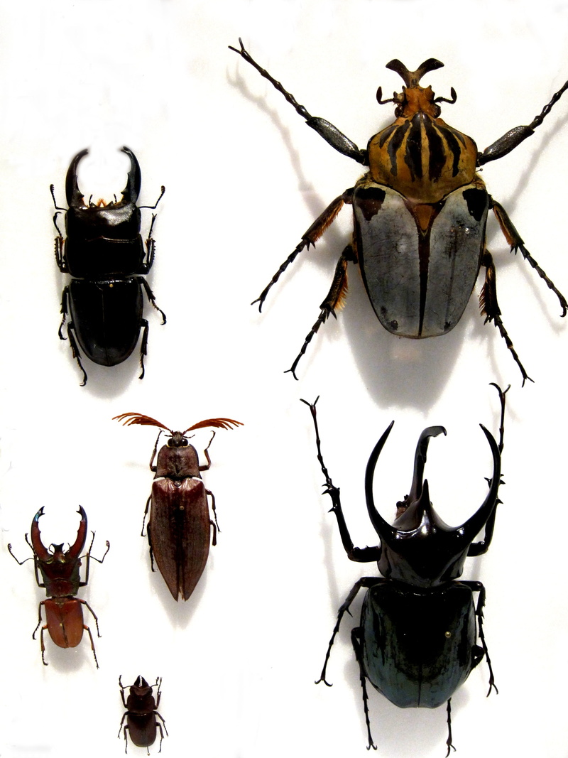 probe, studio shot, flying, natural, close up, petals, high angle view, animal wildlife, no people, mollusk, animals in the wild, pest control, wing, food and drink