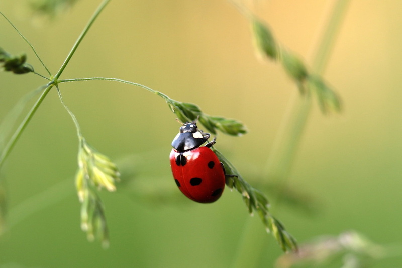 coccinellidae, insect, lady, selective, selective focus, points, red, plant, invertebrate, lucky charm, no people, nature, bug, small, animals in the wild