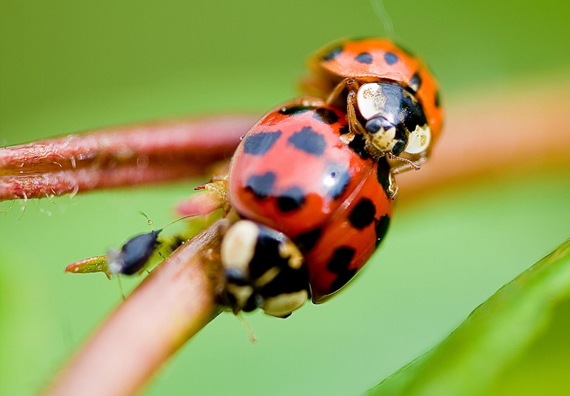 small, two, photograph, Ladybug, leaf, Sex, close-up, Coccinellidae, nature, red, 1080P, micro, insect, macro, beetle, plant, green Color, grass, Ladybird