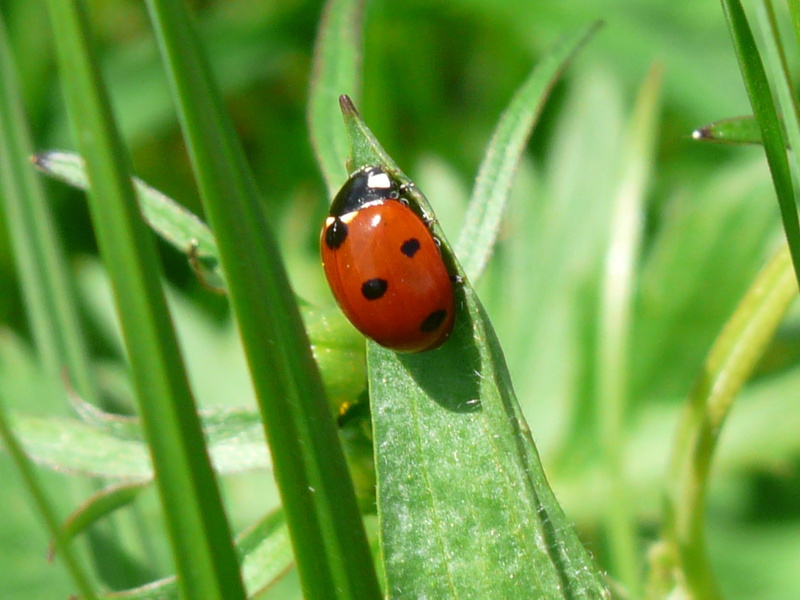 outdoors, siebenpunkt ladybird, no people, animal, close-up, coccinellidae, animals in the wild, 2K, points, summer, fauna, plant, grass, close, macro