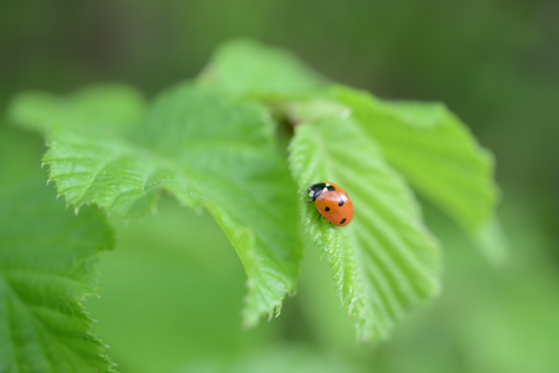 animal wildlife, green leaf, close-up, green Color, siebenpunkt, luck, growth, one animal, selective focus, spring, spotted, lucky charm, animals, animals in the wild