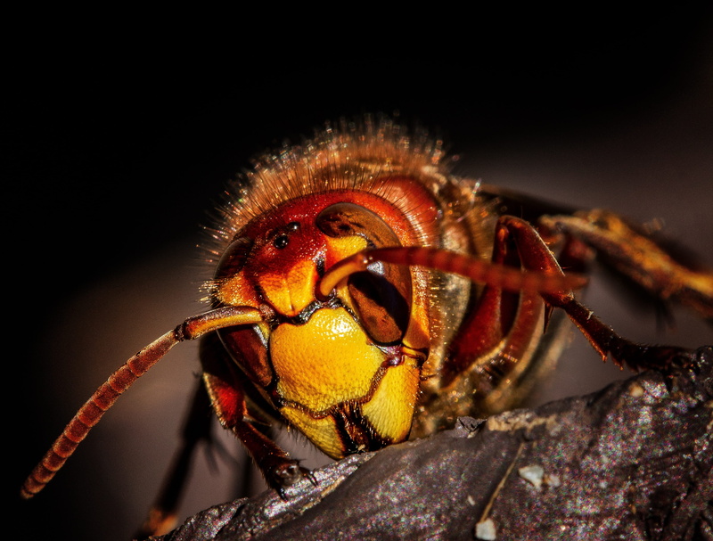 wasps, animals in the wild, wasp, no people, 2K, crab, macro, animal wildlife, compound eyes, portrait, invertebrate, animal eye, animal body part, multi colored