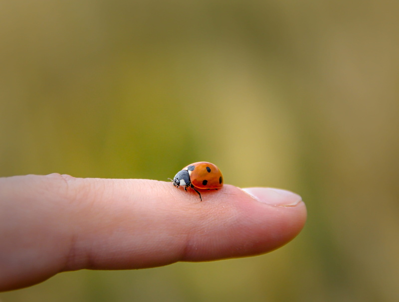 one person, 4K, green, stretch, orange, hand, rest, one animal, environment, human body part, luck, outdoors, nature, human hand, invertebrate, focus on foreground