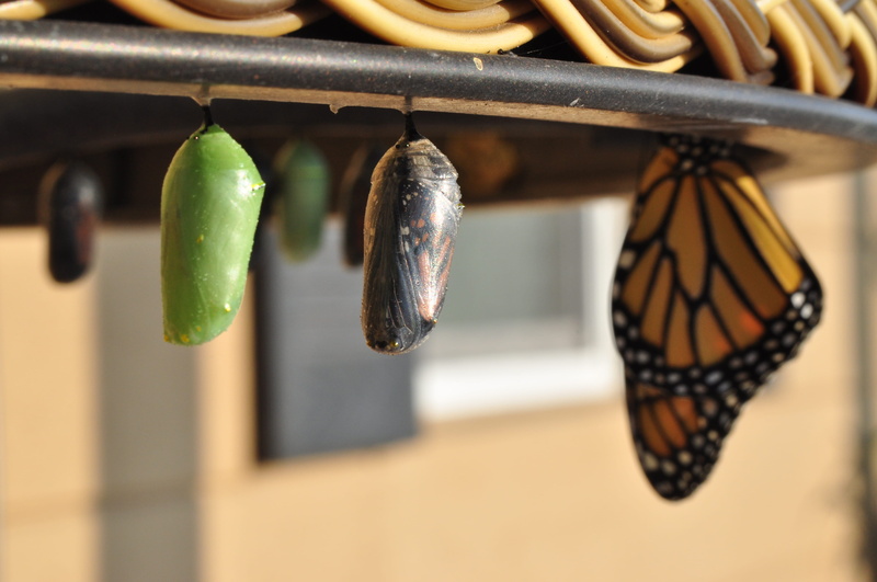 three, 4K, yellow, chrysalis, wonder, emerge, caterpillar, transformation, macro, butterfly - Insect, animal, bug, growth, insect, wing, backgrounds, butterfly