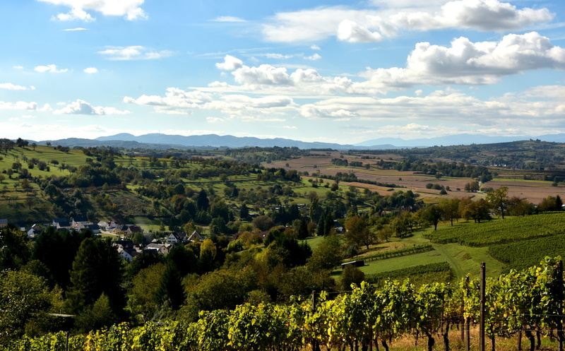 sun, vineyard, field, 5K, green color, pieces of vine, kaiserstuhl, winegrowing, summer, cloud - sky, scenics - nature, winemaker, plant, growth, beauty in nature