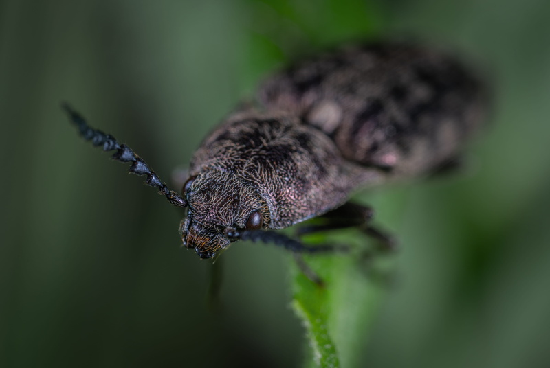 green color, wings, insect, wild, biology, animal wildlife, macro photography, animal body part, one animal, black, shoot, nature, green, entomology, butterfly - insect