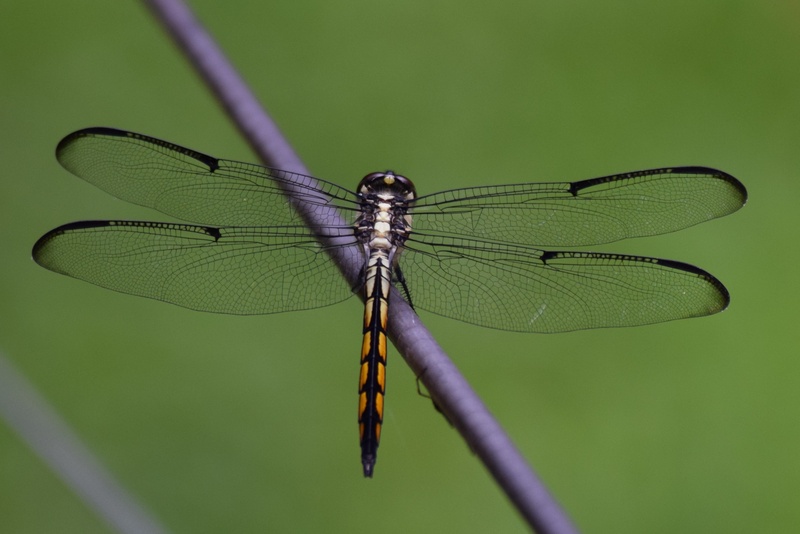 bug, beauty in nature, eye, outdoor, summer, plant, insect, wild, animal wing, nature, animal body part, body, outdoors, wing, resting, black, green, close