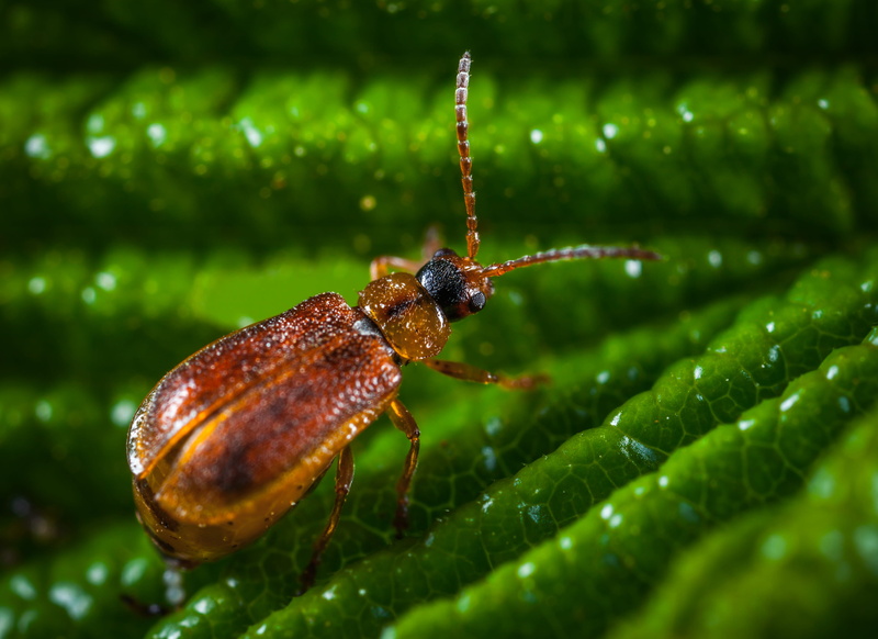 eyes, blur, plant, biology, environment, wildlife, brown, beauty in nature, bug, wings, little, animal themes, nature, selective focus, plant part, green color