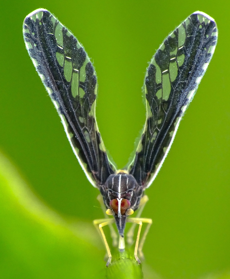 animal, nature, moth, grass, fly, wing, worm, insect, wildlife, tree, animal wing, garden, colored background, close-up, green color, photo, metamorphosis