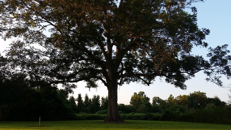 green color, tranquil scene, field, tranquility, sky, 2K, botany, color, biological, land, foliage, biology, weather, growth, flat, natural, health, tree trunk