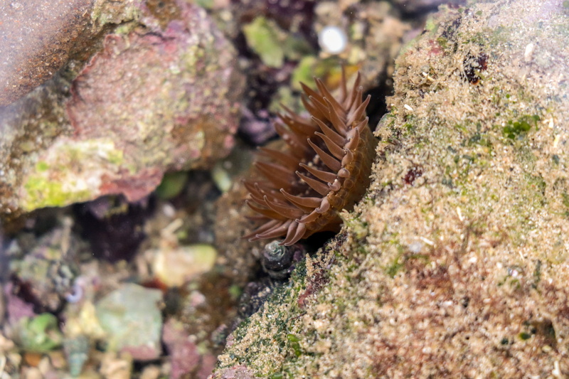 nature, underwater world, rock - object, plant, one animal, water, solid, no people, animal wildlife, sea, undersea, 5K, sea island, molluscs, butterfly - insect