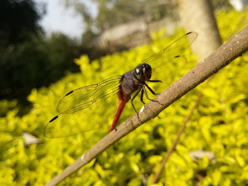 animal wildlife, animals in the wild, wildlife, life, tree, growth, wild, animal wing, hopper, invertebrate, close-up, day, fly, focus on foreground, science