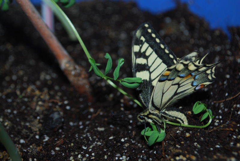 green, ecology, colorful, swallowtail, growth, stick, red, butterfly, animal themes, animal wildlife, great, close-up, biological, plant, large, beauty in nature