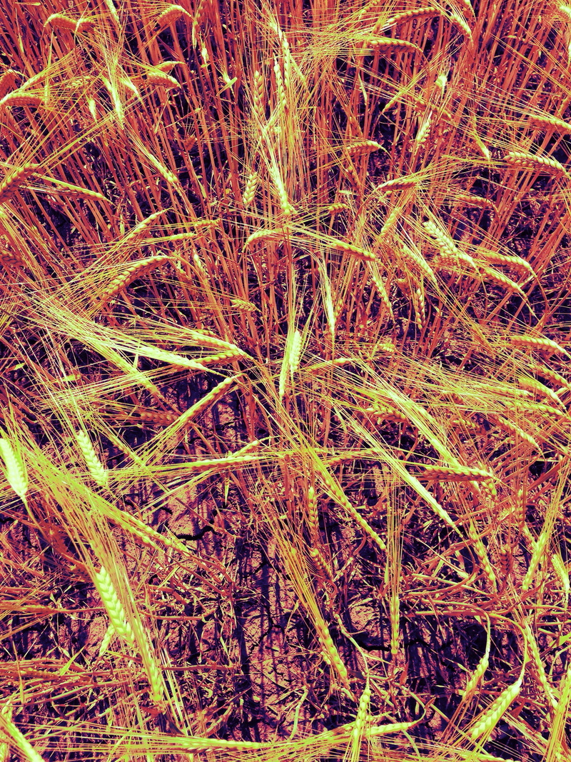 outdoors, summer, cultivation, close-up, high angle view, corn ear, 2K, cornfield, tranquility, plant, grass, backgrounds, dry, full frame, grain, sunlight