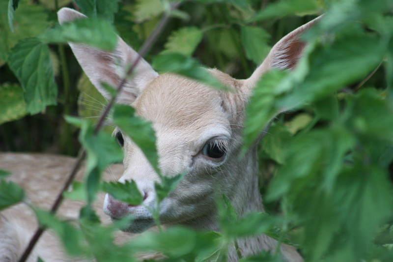 bambi, herbivorous, domestic animals, hiding, enclosure, plant part, 4K, green, young, fallow deer, pets, no people, stinging nettles, animal body part