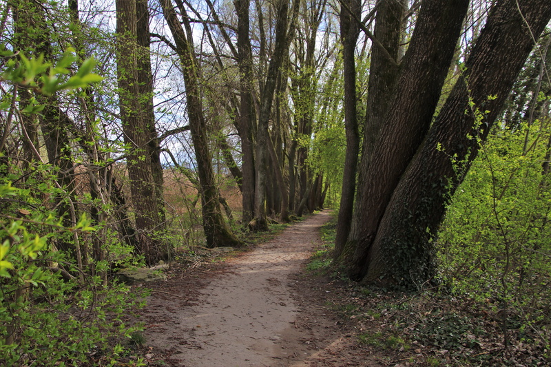 the trunk of the tree, scenics - nature, biological, woodland, spacer, day, spring, scrubs, beauty in nature, outdoors, a tangled web, dirt, walk, no people