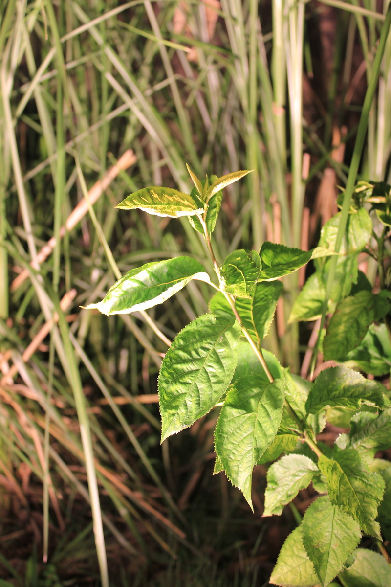 night, close-up, no people, beauty in nature, light, leaf, nature, the leaves, trees, green color, tranquility, plant stem, day, field, plant, biological world