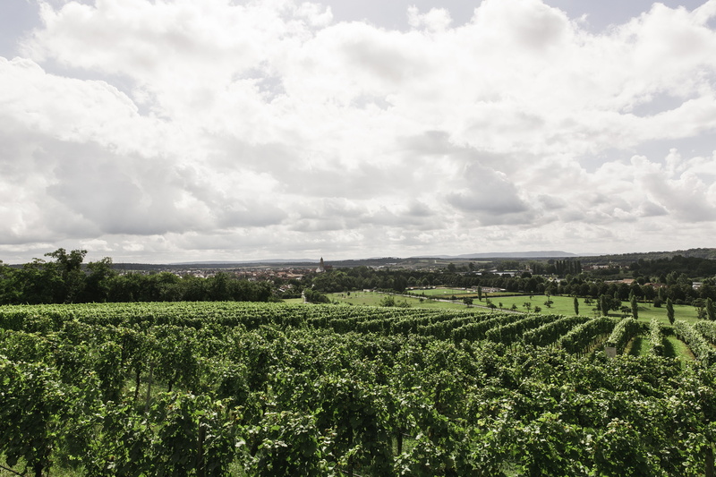 beauty in nature, green, sky, cultivation, no people, winegrowing, field, crop, scenics - nature, growth, environment, Landscape, land, biological, winemaker