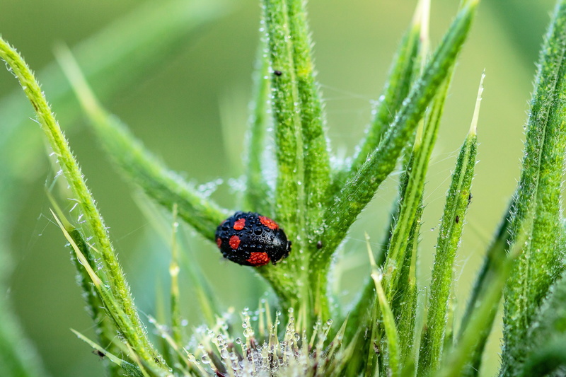 5K, selective focus, harmonia axyridis, a lot of colored, animals in the wild, food intake, animal themes, asian ladybug, close-up, wet, invertebrate