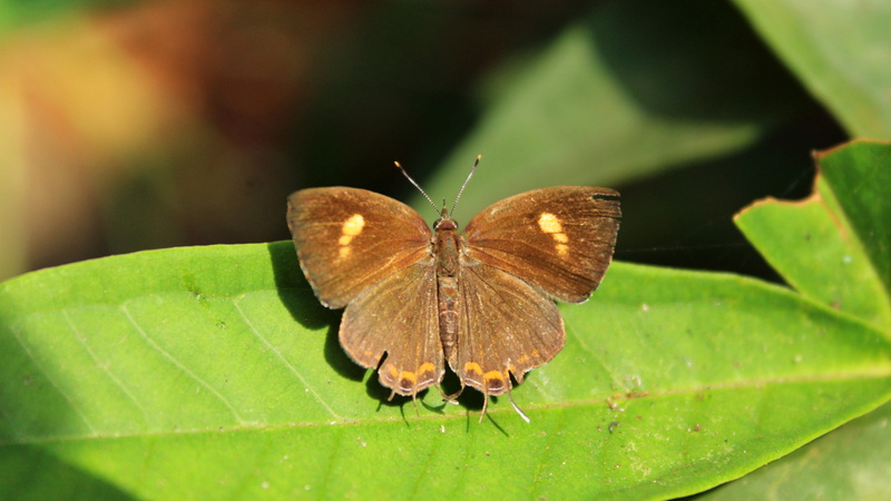 animal themes, biology, garden, animal wildlife, butterfly - insect, no people, animal, nature, animal wing, monkey puzzle, biological, wing, close-up