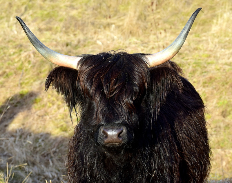 meadow, scottish, beef, animal head, highland cattle, 4K, horned, shaggy, day, domestic, black, herbivorous, pasture, no people, agriculture, outdoors