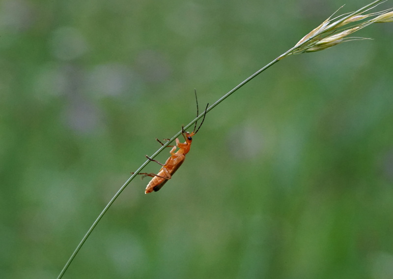 summer, blade of grass, nature, outdoors, environment, day, biological, selective focus, orange beetle, zoology, green color, plant, invertebrate, close-up